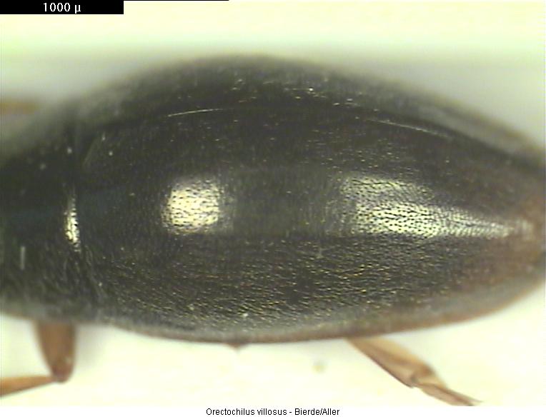 orectochilus_villosus_srd.jpg