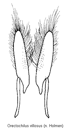 orectochilus_villosus_vp.gif