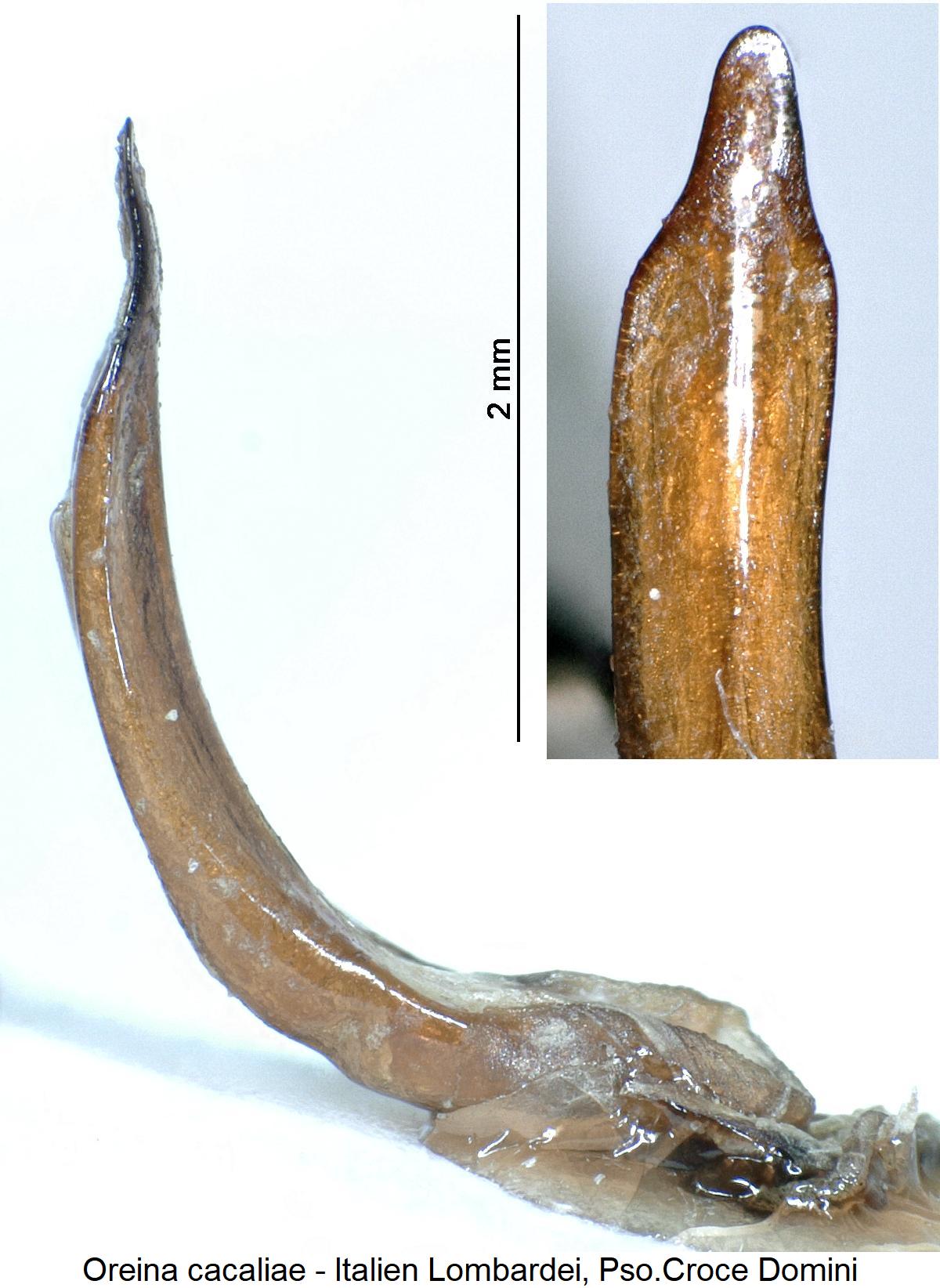 oreina_cacaliae1.jpg