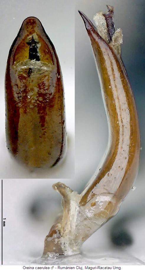 oreina_caerulea.jpg