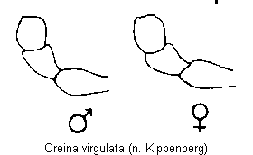 oreina_virgulata_ts.gif