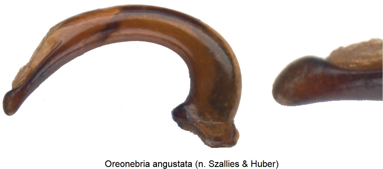 oreonebria_angustata.jpg
