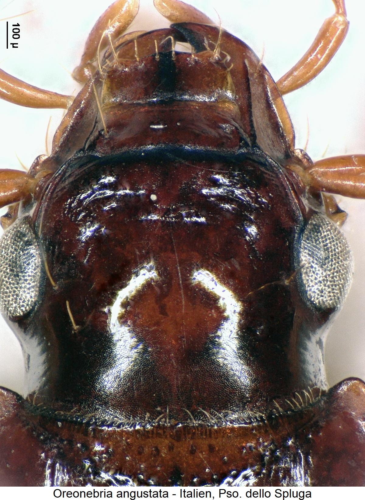 oreonebria_angustata_k.jpg