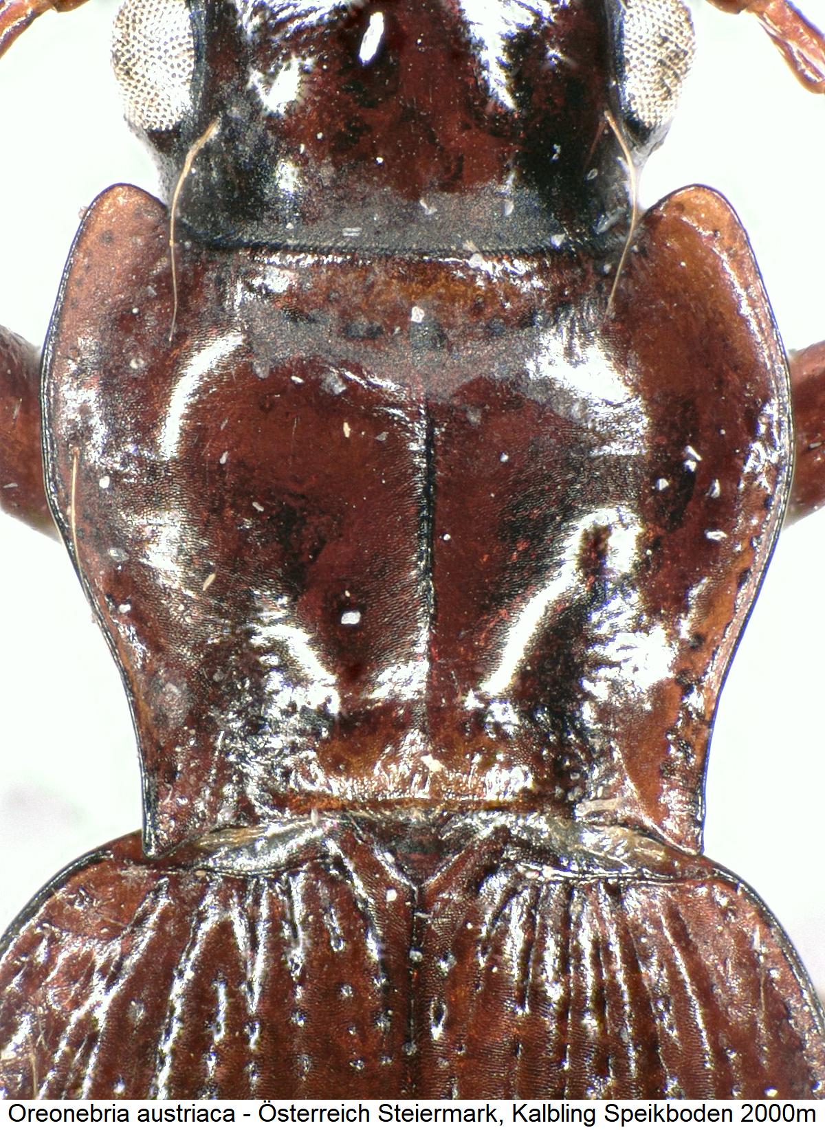 oreonebria_austriaca_hsch.jpg