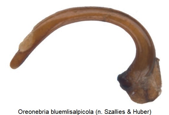 oreonebria_bluemlisalpicola.jpg
