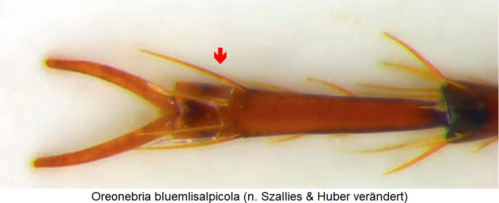 oreonebria_bluemlisalpicola_htr.jpg