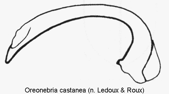 oreonebria_castanea.gif