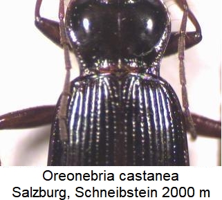 oreonebria_castanea_sch.jpg
