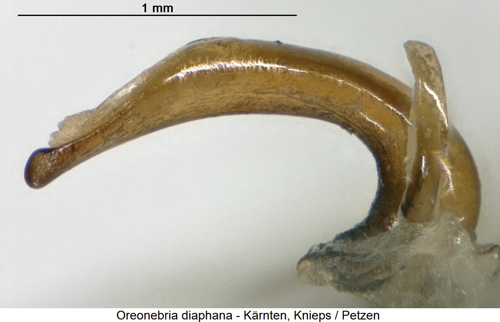 oreonebria_diaphana.jpg