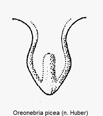 oreonebria_picea_vbr.gif
