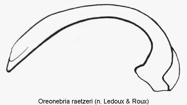 oreonebria_raetzeri.gif