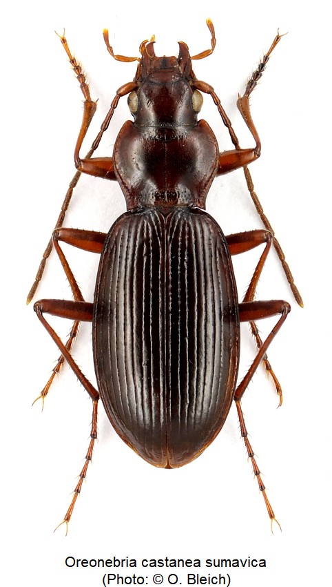 oreonebria_sumavica_hab.jpg