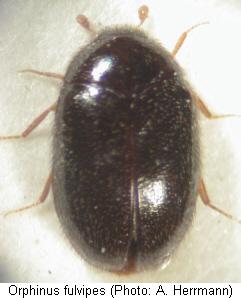 orphinus_fulvipes_hab.jpg