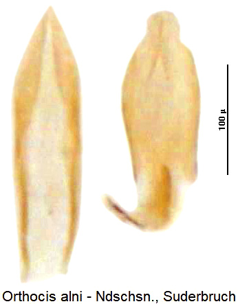 orthocis_alni-20220301.jpg