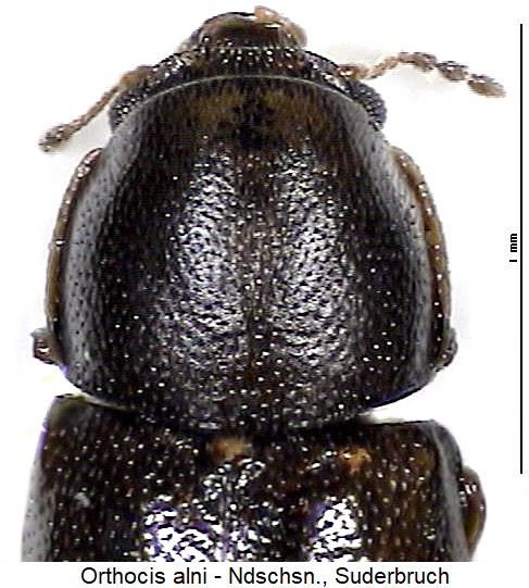orthocis_alni_vk.jpg
