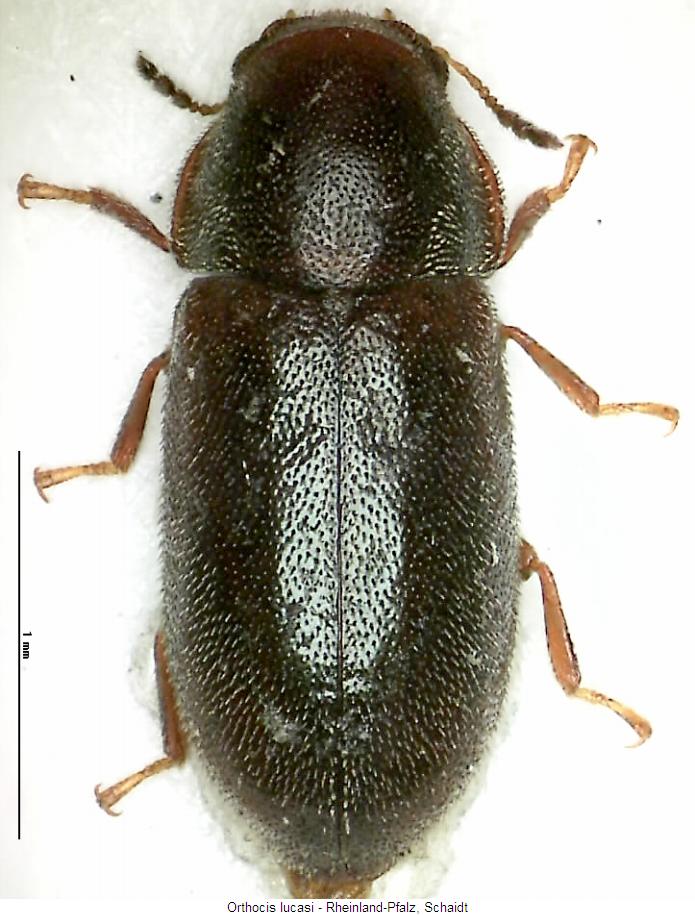 orthocis_lucasi_hab.jpg