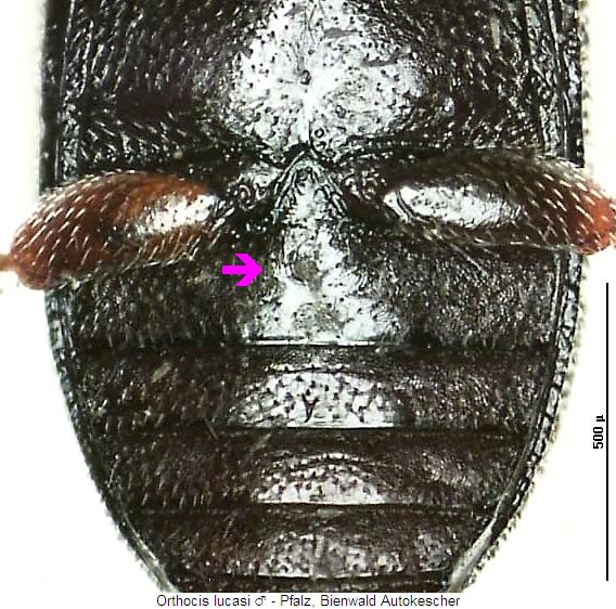 orthocis_lucasi_us.jpg