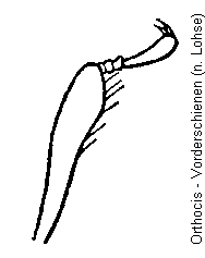 orthocis_vschn.gif