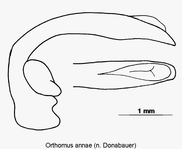 orthomus_annae.gif