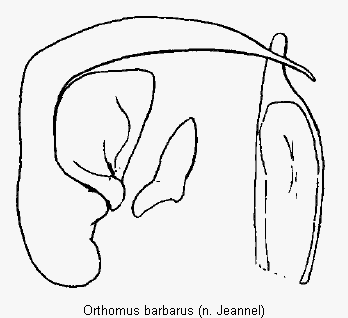 orthomus_barbarus.gif