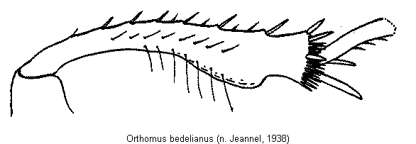 orthomus_bedelianus_schn.gif