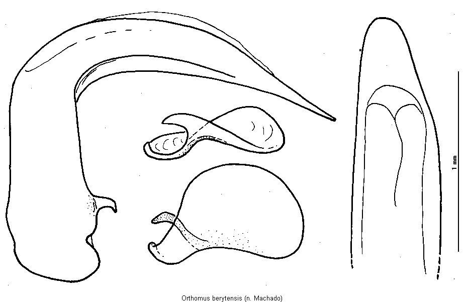 orthomus_berytensis.gif