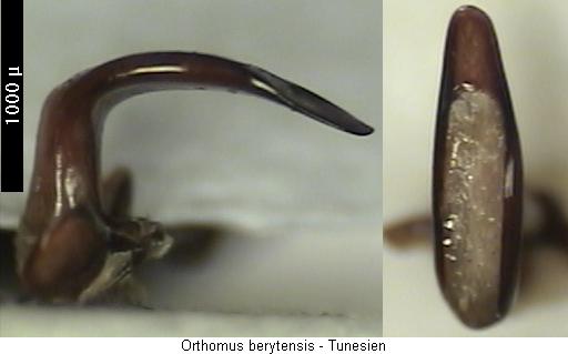 orthomus_berytensis.jpg