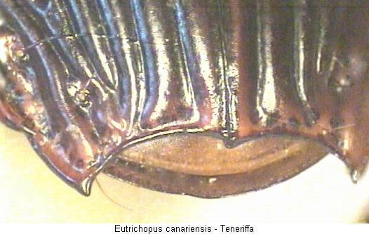 orthomus_canariensis_fld.jpg