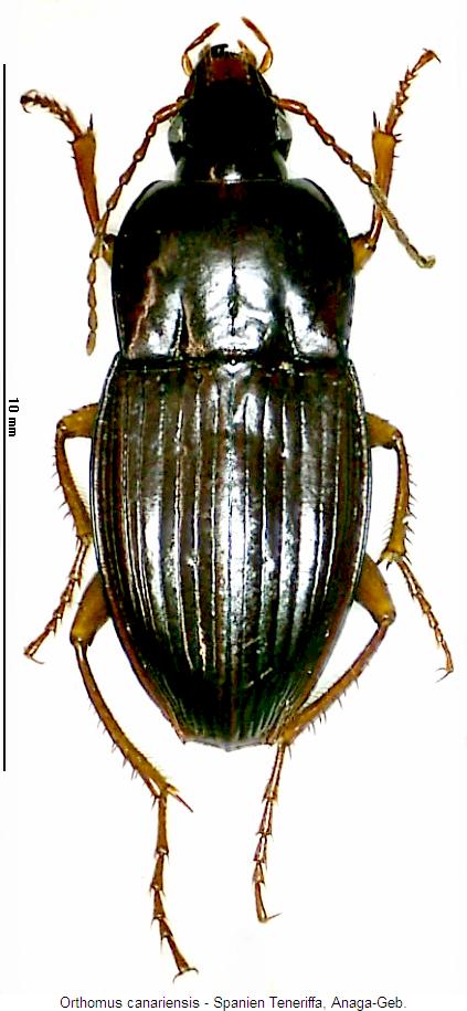 orthomus_canariensis_hab.jpg