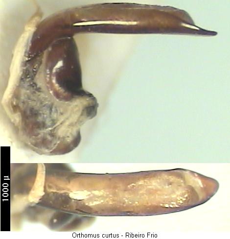 orthomus_curtus.jpg