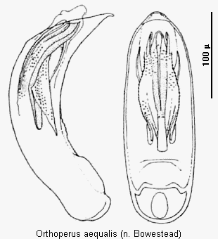 orthoperus_aequalis.gif