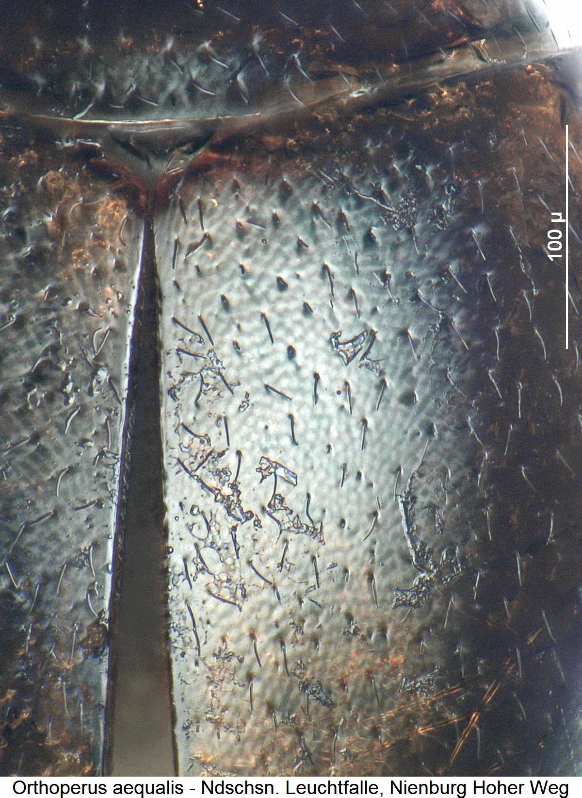 orthoperus_aequalis_int.jpg