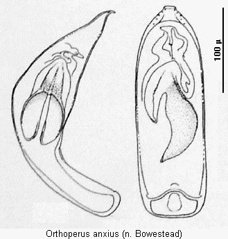 orthoperus_anxius.gif