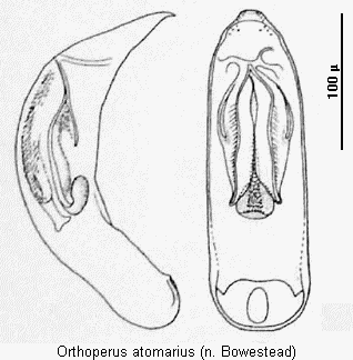 orthoperus_atomarius.gif