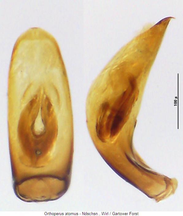 orthoperus_atomus.jpg