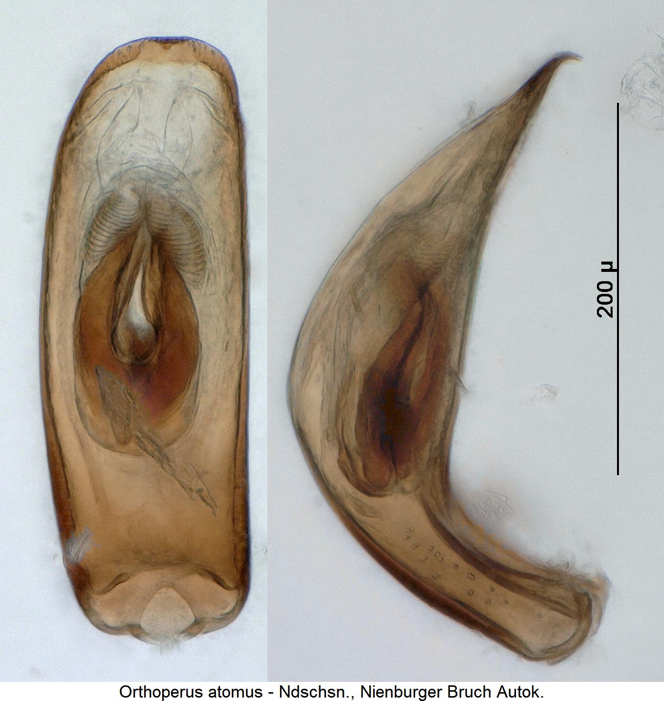 orthoperus_atomus1.jpg