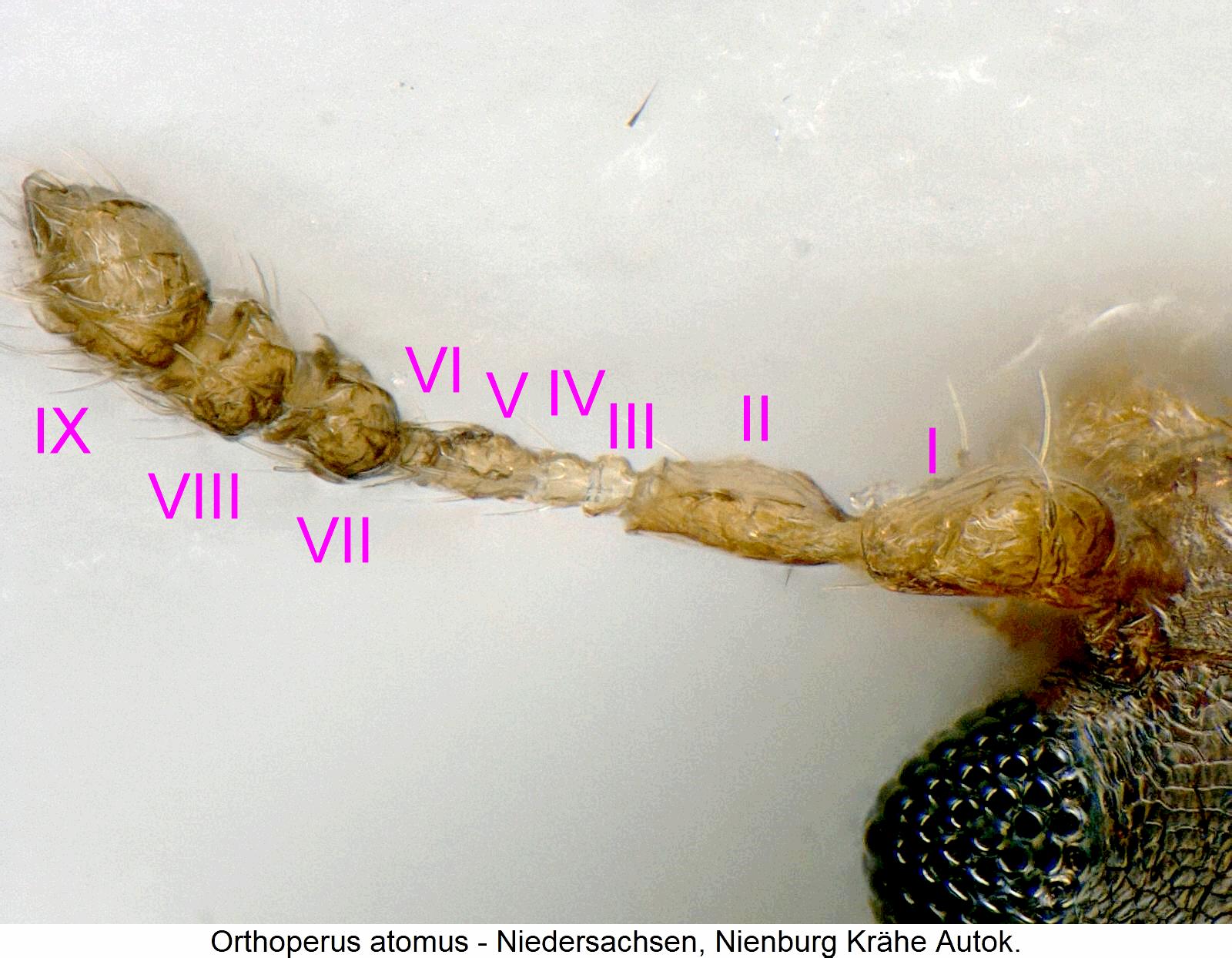 orthoperus_atomus_f1.jpg