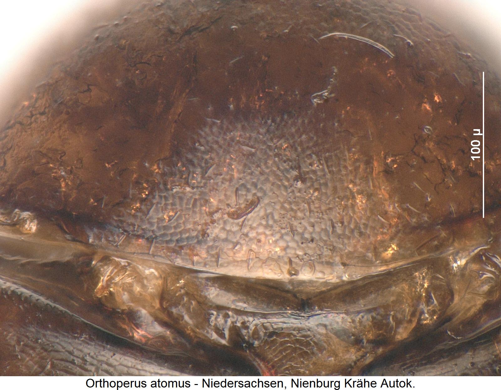 orthoperus_atomus_ms.jpg