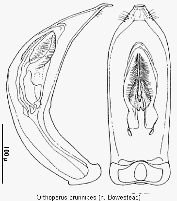 orthoperus_brunnipes.gif