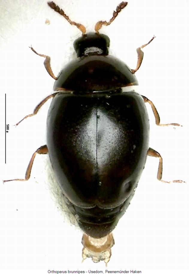 orthoperus_brunnipes_hab.jpg