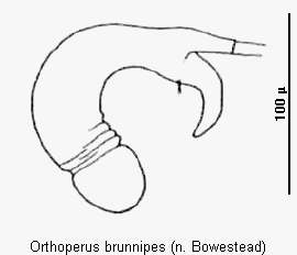 orthoperus_brunnipes_sperm.gif