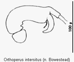 orthoperus_intersitus_sperm.gif