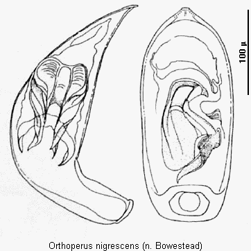 orthoperus_nigrescens.gif
