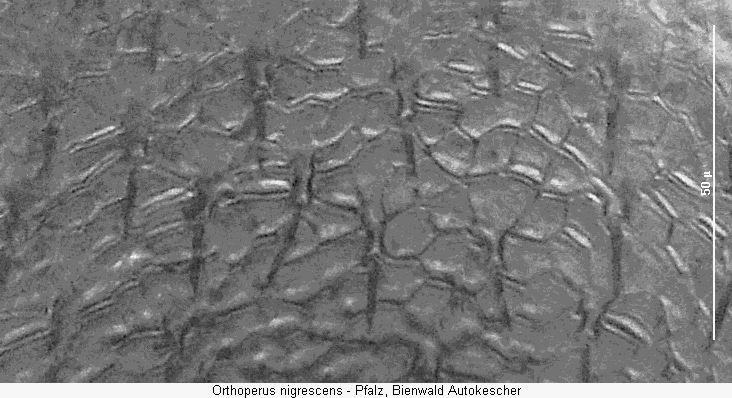 orthoperus_nigrescens_ms.gif