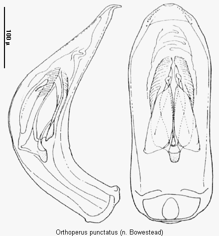 orthoperus_punctatus.gif
