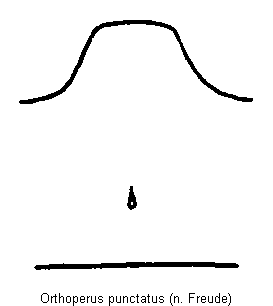 orthoperus_punctatus_hbr.gif