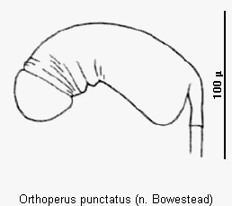 orthoperus_punctatus_sperm.gif