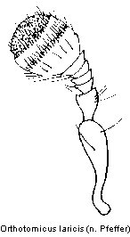 orthotomicus_laricis_f.gif