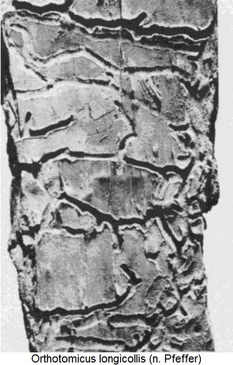orthotomicus_longicollis_fr.jpg