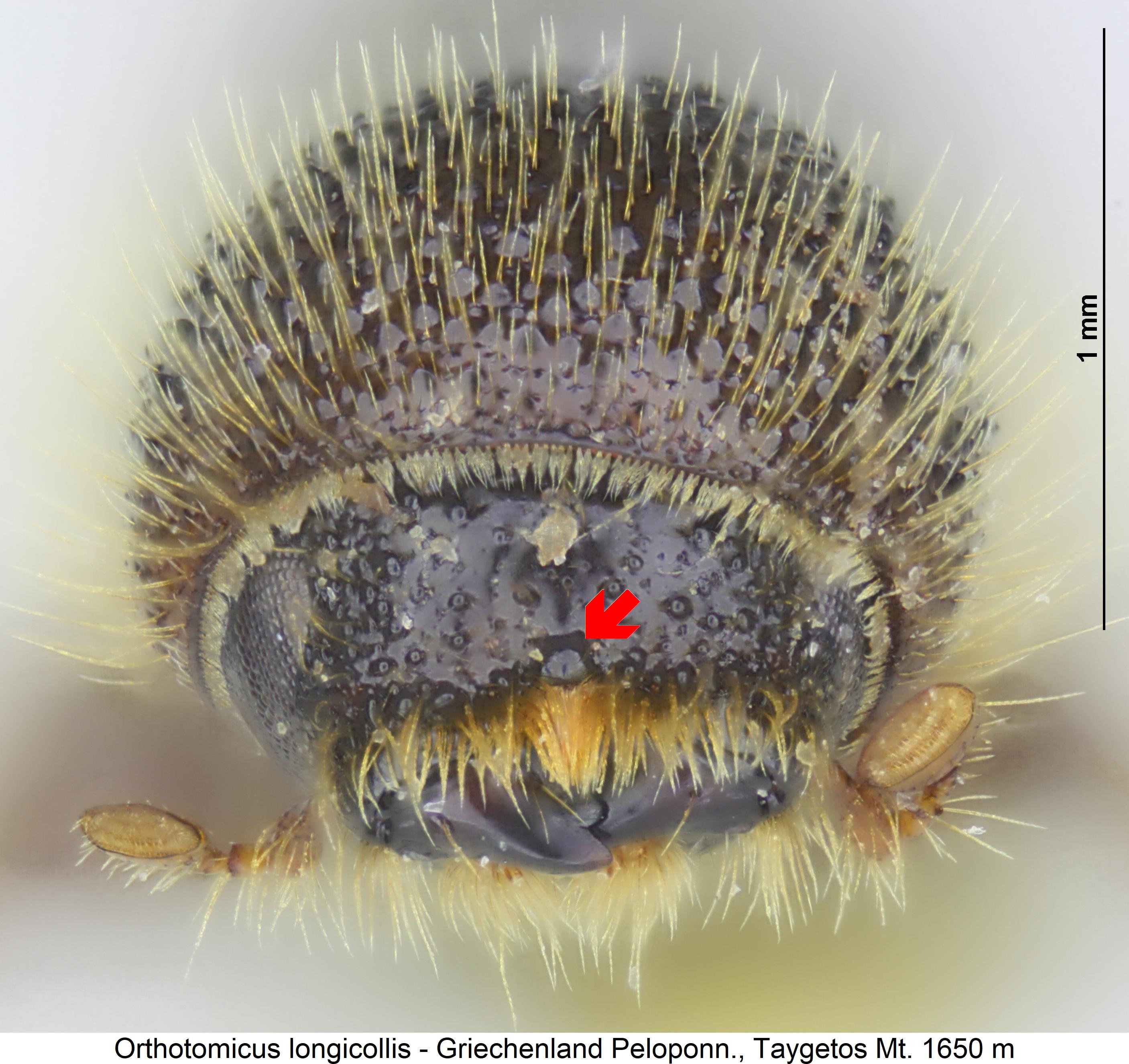 orthotomicus_longicollis_k.jpg